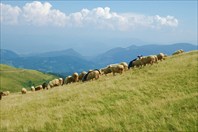 пастбище на горе Черногория